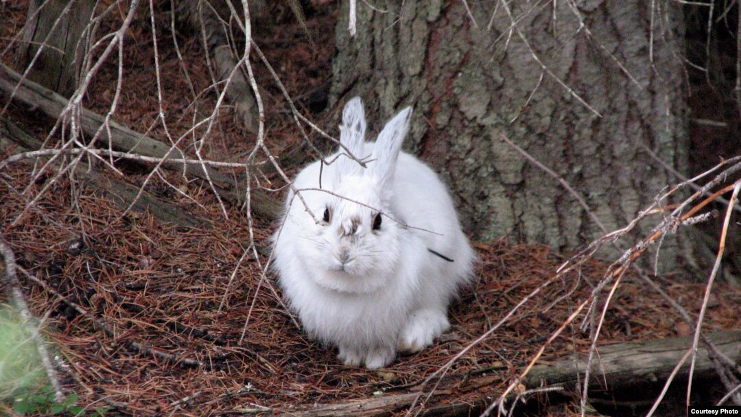 Winter White Puts Hares at Risk