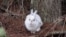 Easy pickings? A snowshoe hare in winter coat stands out before the snow falls. (Courtesy of L. Scott Mills Lab, NCSU)