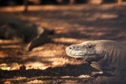 Seekor komodo berjalan-jalan di Taman Nasional Komodo di Pulau Komodo, Provinsi Nusa Tenggara Timur. (Foto: Reuters)