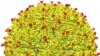 Zika Virus Structure Mapped 