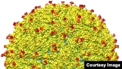 A representation of the surface of the Zika virus is shown. A team led by Purdue University researchers is the first to determine the structure of the Zika virus, which reveals insights critical to the development of effective antiviral treatments and vac