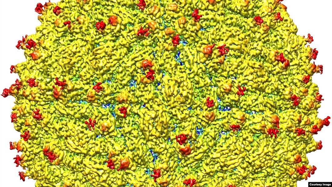 A representation of the surface of the Zika virus