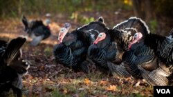 The Thanksgiving turkey has made a circular journey, from its origins in Mexico to Europe and back to North America. (Alison Klein/VOA)