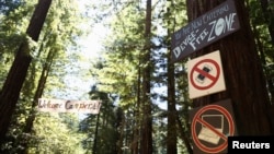 Petunjuk di pohon Redwood raksasa di jalan masuk mempersiapkan peserta kamp untuk melepaskan diri dari teknologi di Camp Grounded di Navarro, California, 20 Juni 2014. 