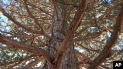 A giant sequoia is seen in its new home in Boise, Idaho, Oct. 25, 2017.