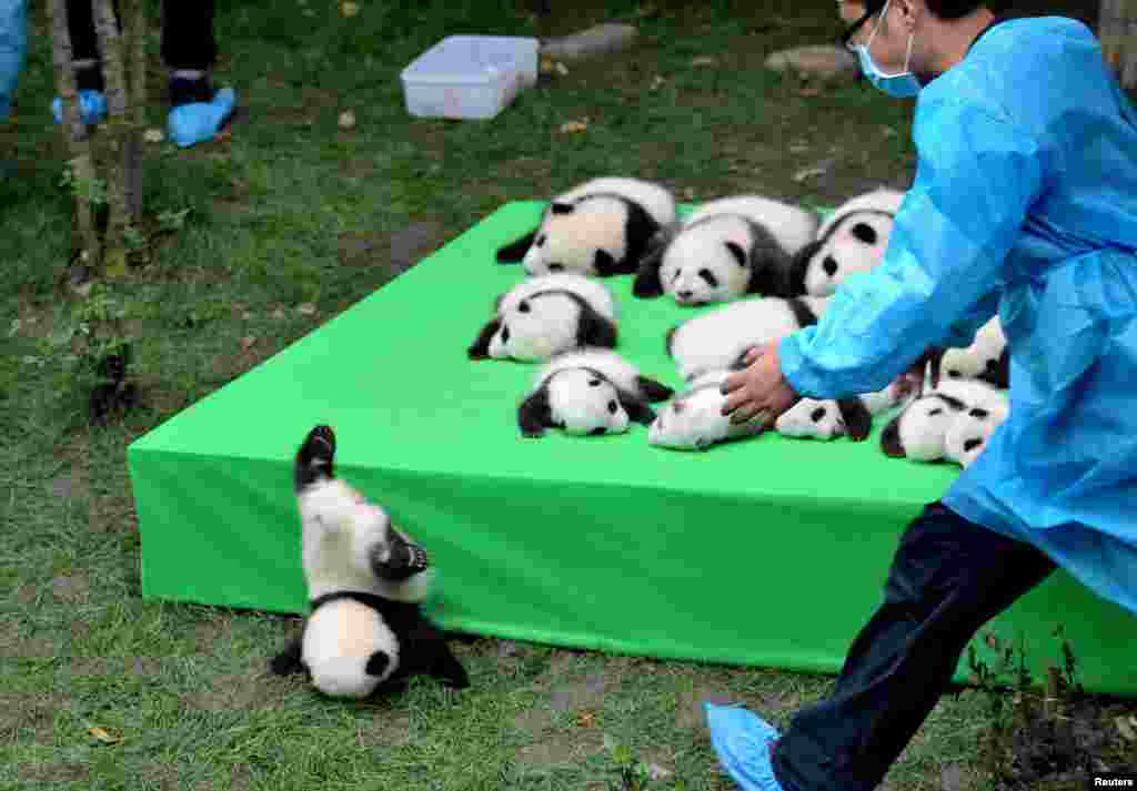 Seekor bayi panda terjatuh saat 23 ekor bayi panda dipamerkan di atas panggung di pusat penelitian panda di Chengdu, Sichuan, China.