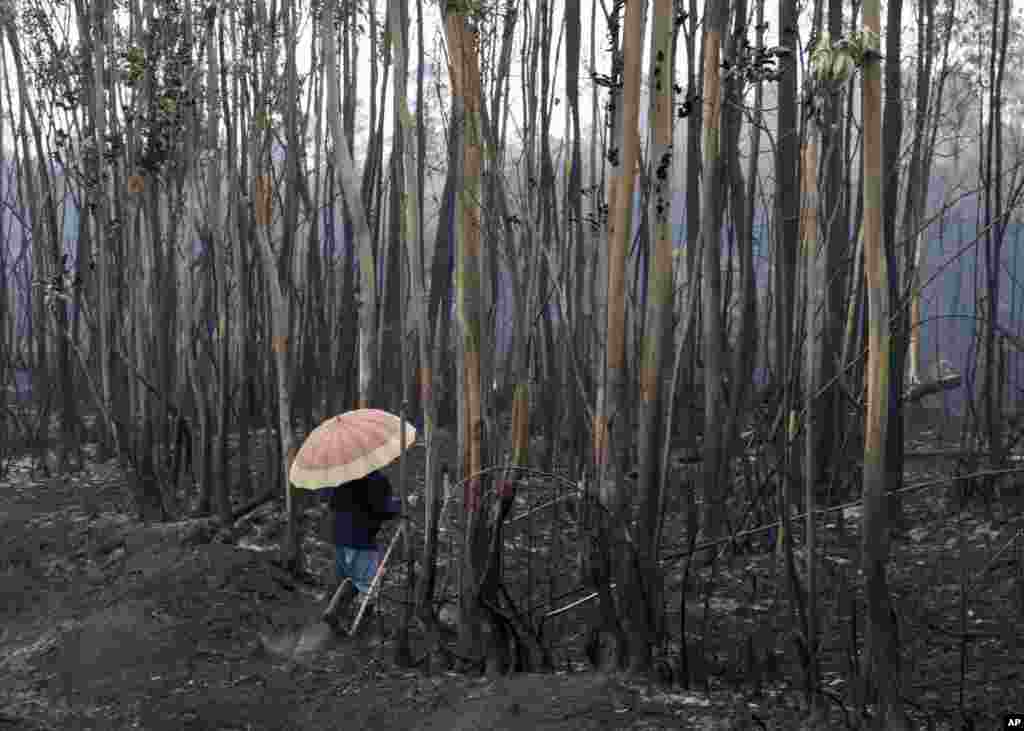 A villager checks a burnt area under the rain in Soutomaior after a wild fire in Pontevedra, northwestern Spanish region of Galicia, Spain, Oct. 16, 2017.