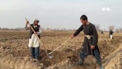 د کوکنارو په کرکېلې له بندیز وروسته یوازینې کښت د هېنجې دی چې ډېره ګټه لري – د بلخ کروندګر
