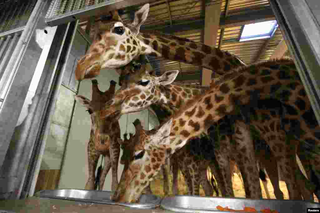 Giraffes feed inside their cage at the Paris Zoological Park in the Bois de Vincennes. The giraffes, one male and 16 females, remained at the zoo during renovation. Inaugurated in 1934, the Paris Zoo will reopen in April 2014 after being closed for four years for renovations.