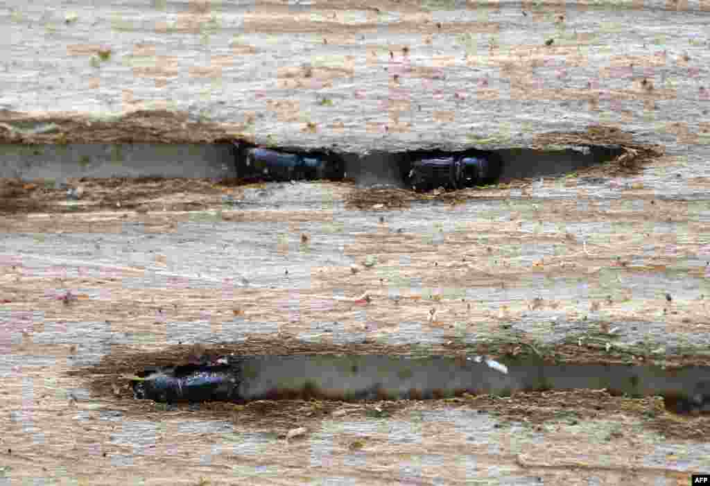 European spruce bark beetles (ips typographus) dig into a spruce tree under water stress on July 25, 2019 in a forest suffering from drought in Hoexter, western Germany.