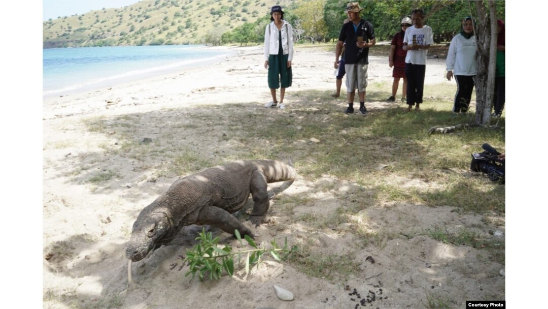 Wisatawan menyaksikan satwa dari dekat di Pulau Komodo. (Foto: Humas Kemenpar)
