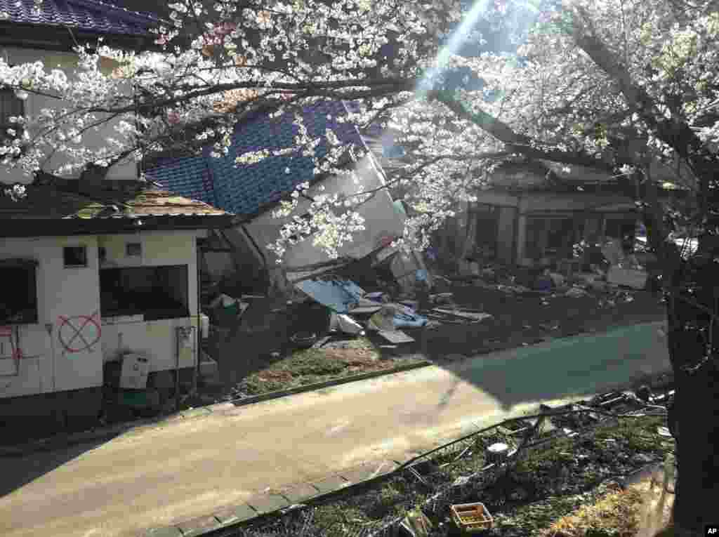 Cherry blossoms frame the wreckage in Japan