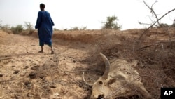 Perubahan iklim mengakibatkan kekeringan dan kekurangan pangan di Senegal (foto: ilustrasi). 
