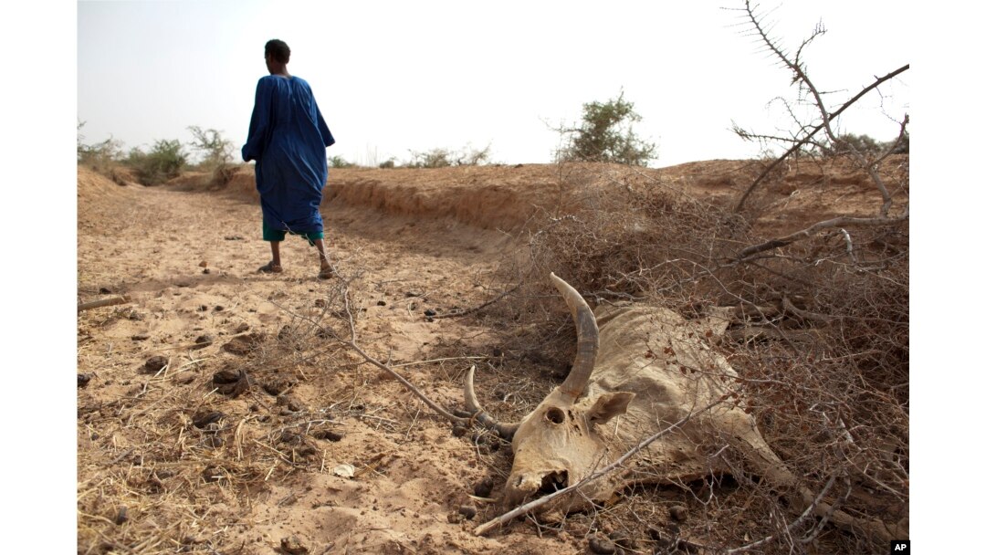FILE - A herder walks away after showing where he says one of his cows died of starvation in Africa's Sahel region, May 1, 2012.