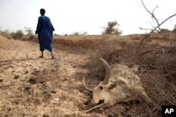 FILE - A herder walks away after showing where he says one of his cows died of starvation in Africa's Sahel region, May 1, 2012.