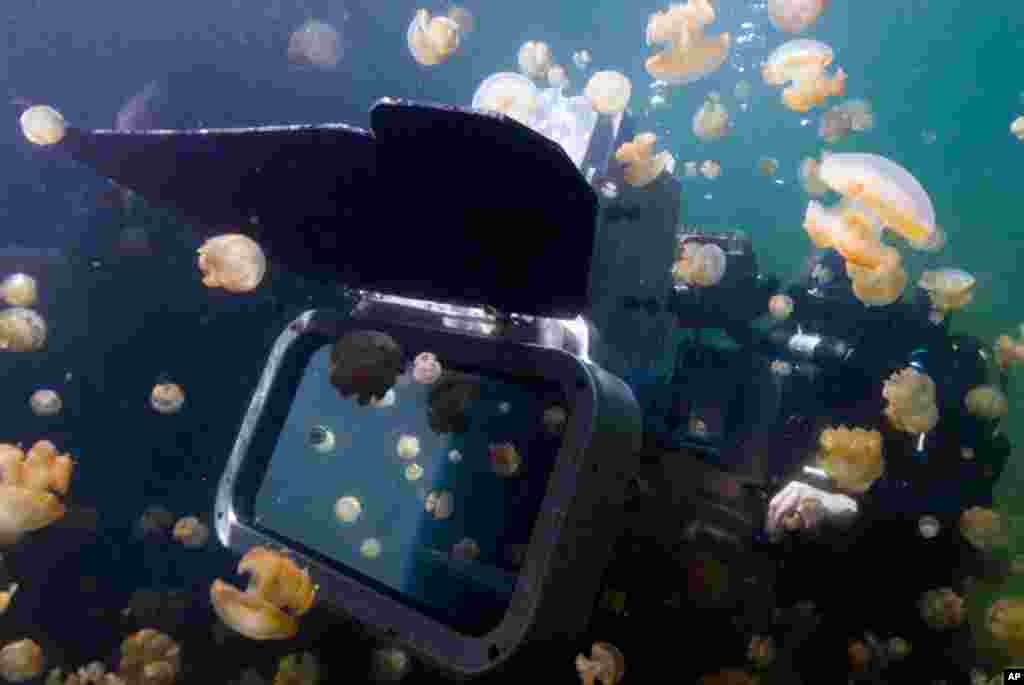 Special camera equipment developed for “The Last Reef” allowed cinematographers to get macro images in 3D. (Photo: McNicholas/Cresswell)