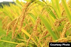 Golden Rice was designed to counteract vitamin A deficiencies.