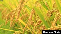 “Golden Rice” atau beras emas adalah varietas beras yang dimodifikasi secara genetik (GMO). 