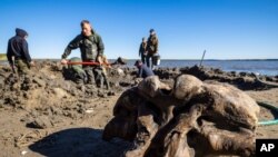 In this handout released by the regional governor's press office, people search in silt for mammoth bone fragments along Pechevalavato Lake in the Yamalo-Nenets region, Russia, July 22, 2020. 