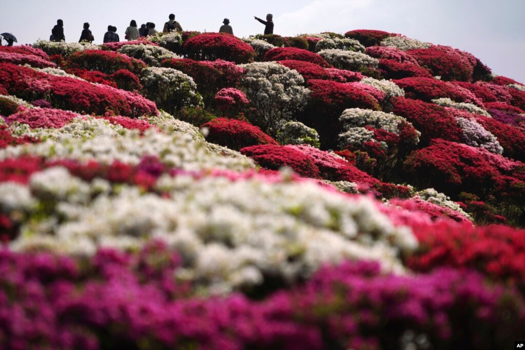 گلهای آزالیا در پارک سسیبو در ایالت ناگاساکی جاپان این هفته به اوج شکوفایی رسیده است. حدود ۱۰۰ هزار نوع گل آزالیا در این پارک موجود است.