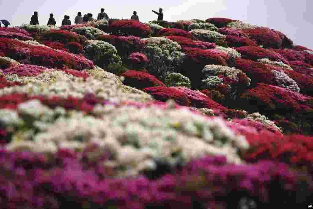 گل‌های آزالیا در پارک سسیبو در ایالت ناگاساکی جاپان این هفته به اوج شکوفایی رسیده است. حدود ۱۰۰ هزار نوع گل آزالیا در این پارک موجود است.