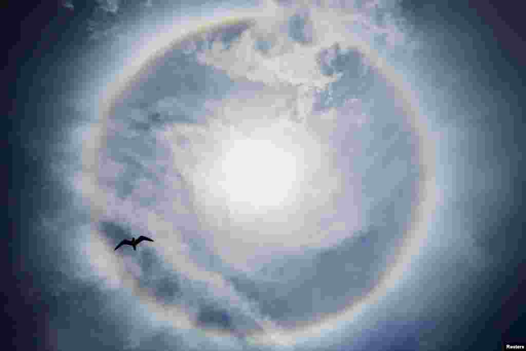 Seekor burung terbang di bawah fenomena atmosfer yang dikenal sebagai "matahari semu" atau parhelion (semaca halo pada matahari) di atas langit di kota Seaside Heights, New Jersey, AS.