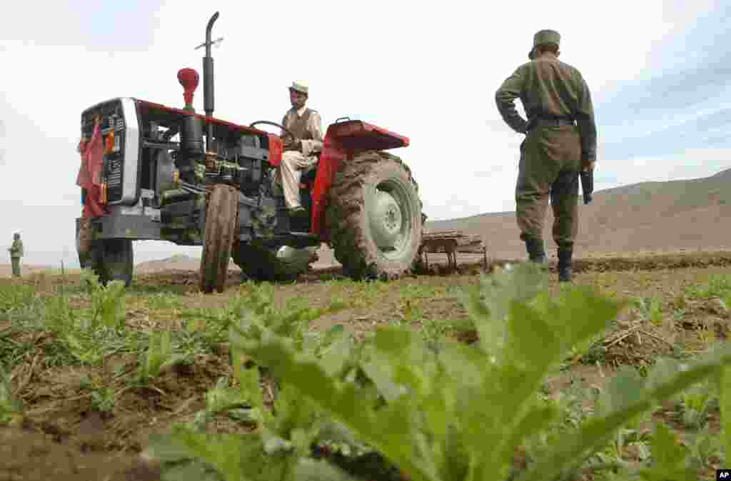 یک عسکر پولیس ملی از پروسه تخریب زمین های مواد مخدر نظارت میکند.