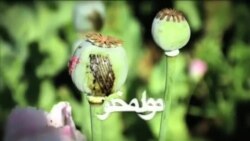 Narcotics - Drug addicts in Herat