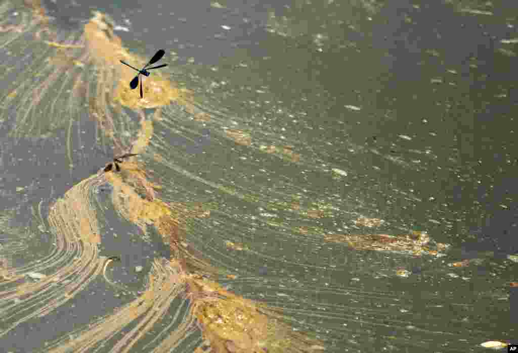 A dragonfly flies over a river channel in blazing sun near the village of Skela, near Belgrade, Serbia.