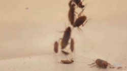'หุ่นยนต์แมลงสาบ' อาจถูกนำมาช่วยกู้ภัยในอนาคต