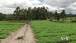 Solar and Wind Energy Help Farmers, Small Households