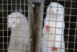 In this Dec. 6, 2012, file photo, minks look out of a cage at a fur farm in the village of Litusovo, northeast of Minsk, Belarus. The Dutch government said Friday Aug. 28, 2020, it is bringing forward the mandatory end of mink farming in the country by th