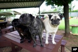 Pugs intermission  for a photograph   astatine  the location  of Cheryl Gaw successful  Johannesburg, South Africa, Jan. 14, 2025.