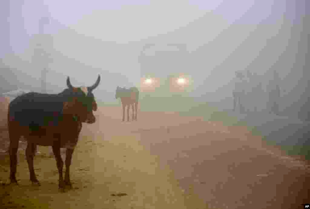 Cows stand by the side of a road as a truck drives with lights on through smog in Greater Noida, near New Delhi, India. A thick gray haze enveloped the country&#39;s capital as air pollution hit hazardous levels.