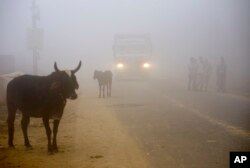 FILE - Cows stand by the side of a road as a truck drives with lights on through smog in Greater Noida, near New Delhi, India, Nov. 8, 2017.