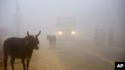 FILE - Cows stand by the side of a road as a truck drives with lights on through smog in Greater Noida, near New Delhi, India, Nov. 8, 2017. 