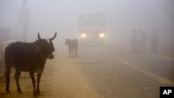 Cows stand by the side of a road as a truck drives with lights on through smog in Greater Noida, near New Delhi, India, Wednesday, Nov. 8, 2017. 