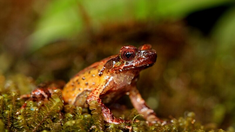 Mekong Region Sees 224 New Species, Despite 'Intense Threat,' Report Says 