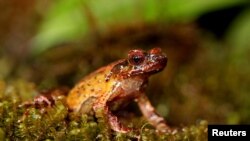 A Megophrys frigida, or Mount Ky Quan San Horned Frog, is pictured at the Bat Xat Nature Reserve, in Mount Ky Quan San, Lao Cai, Vietnam, Sept. 10, 2017.