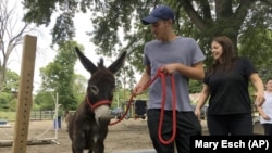 Donkey Park visitor Evan Oster leads a small donkey through an obstacle course as volunteer Patti Lundgren looks on, at Donkey Park in Ulster Park, N.Y.