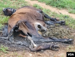 More than 34,000 cattle have succumbed to drought in Matabeleland North, Masvingo and Matabeleland South regions.(VOA: Ezra Sibanda)
