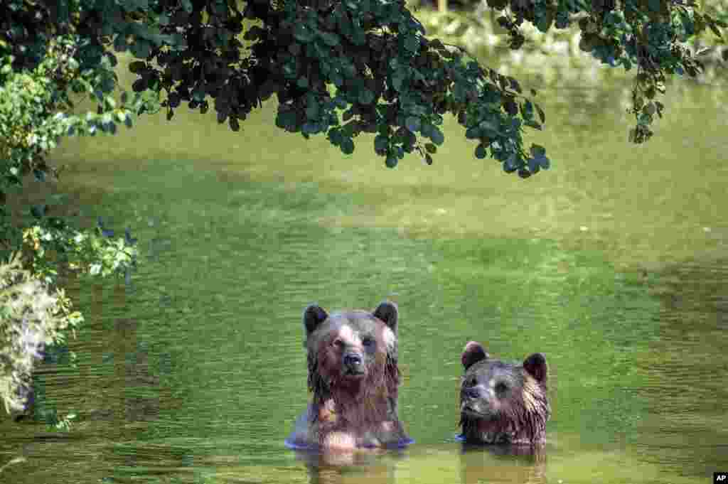 Two brown bears bathe in their enclosure at the Wildpark Poing in Poing, Germany.