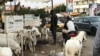 A Dakar, les riverains, les voitures et les moutons cohabitent, Sénégal, le 10 août 2019. (VOA/Seydina Aba Gueye)