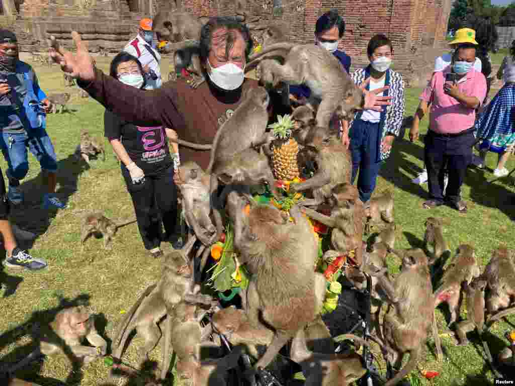 Monkeys cling onto an organizer while eating fruit during the annual Monkey Festival, which resumed after a two-year hiatus due to the COVID-19 pandemic, in Lopburi province, Thailand.