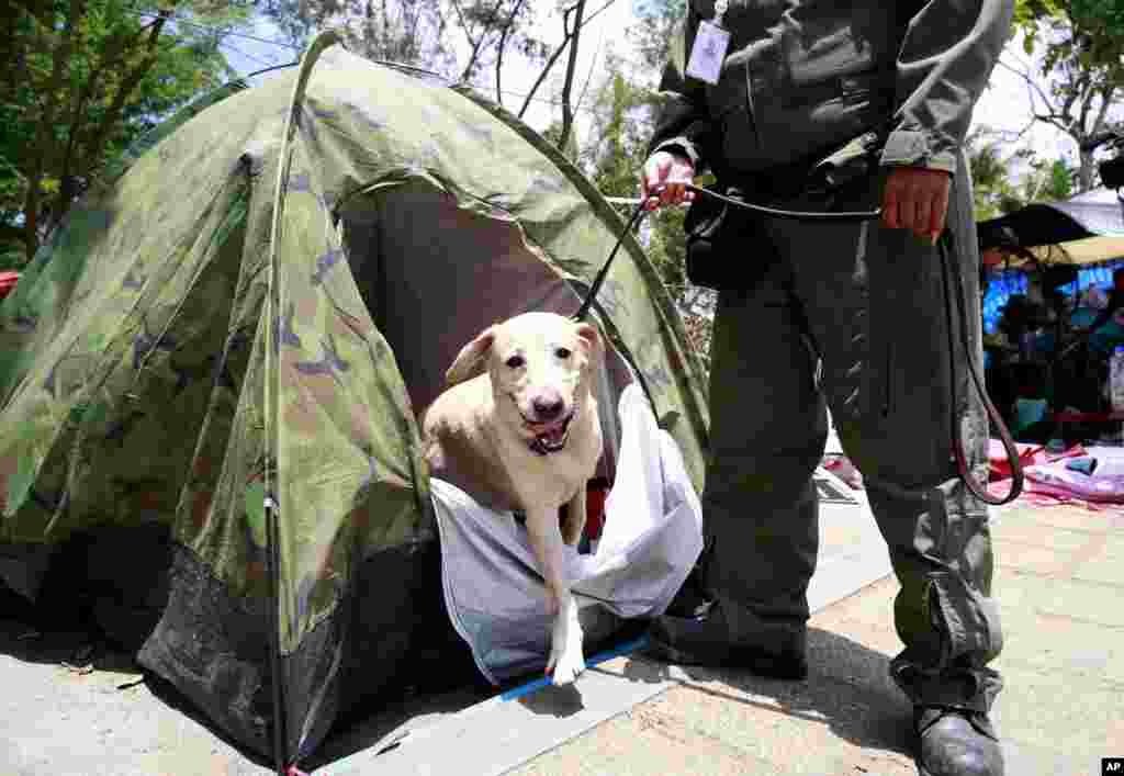 A Thai policeman and his dog search the tent of a pro-government protester during a cleanup operation at a pro-government demonstration site on the outskirts of Bangkok, May 23, 2014.
