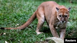 A puma is pictured at the Caricuao Zoo in Caracas, Venezuela, July 12, 2016. 