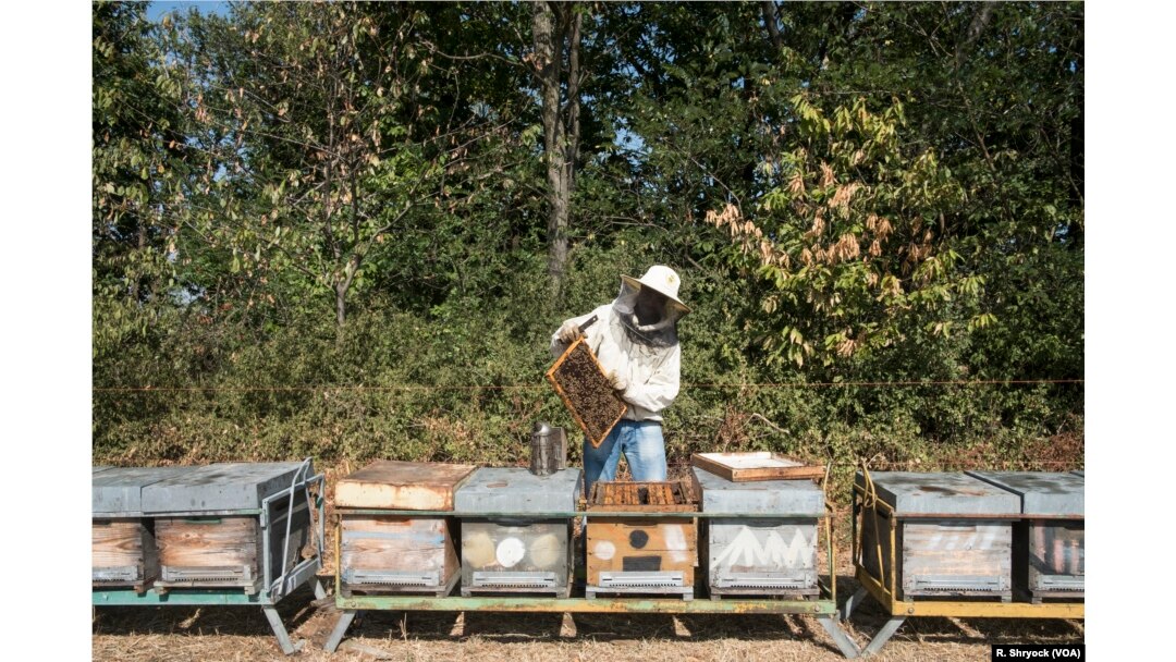 Beekeepers Benefit From The Hive Mind In Community Apiaries : The