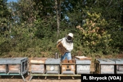 Beekeeping is popular around the world. Here, Ismael Soumarhoro works with bees in Tassarolo, Italy, 2017. (R. Shryock VOA)