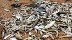 Quảng Trị phát hiện 30 tấn cá đông lạnh cực độc