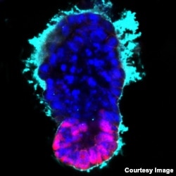 Synthetic embryo like structure with embryonic part generated from the embryonic stem cells (pink) and and extra-embryonic tissues in blue. (Credit: Zernicka-Goetz lab, University of Cambridge)